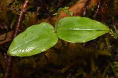 Neottia banksiana
