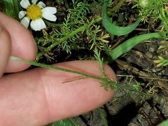 Tanacetum parthenium