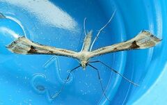 Paraplatyptilia fragilis
