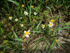 Tanacetum parthenium