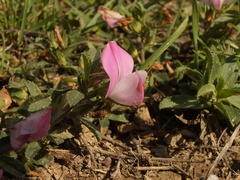 Ononis spinosa procurrens