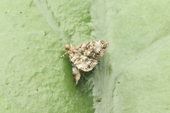 Choreutis