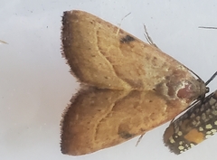 Galgula partita