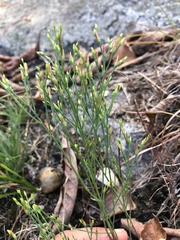 Hypericum gentianoides