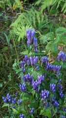 Gentianella quinquefolia