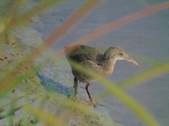 Rallus crepitans