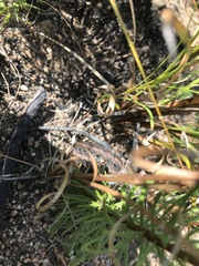 Hetrodes pupus