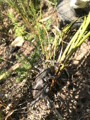 Hetrodes pupus