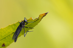 Penthetria heteroptera