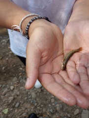 Rhinichthys cataractae