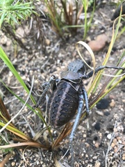 Hetrodes pupus
