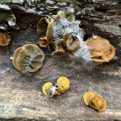 Mensularia radiata