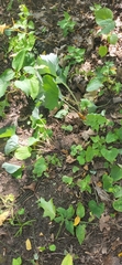 Arnoglossum