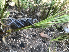 Hetrodes pupus