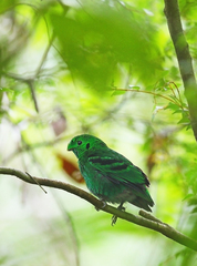 Calyptomena viridis