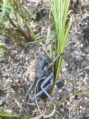 Hetrodes pupus