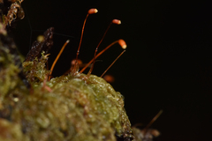 Hypnum circinale