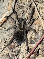 Tigrosa helluo