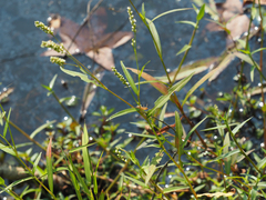 Persicaria hydropiperoides