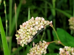 Persicaria maculosa
