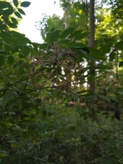 Sambucus canadensis