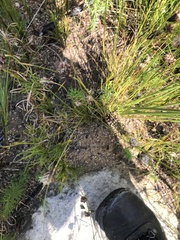 Hetrodes pupus