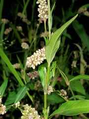 Persicaria maculosa