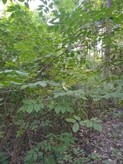 Sambucus canadensis