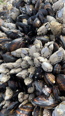 Pollicipes polymerus
