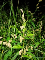 Persicaria maculosa