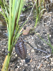 Hetrodes pupus