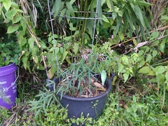 Desmodium