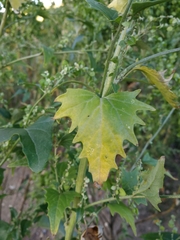 Atriplex sagittata