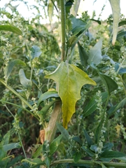 Atriplex sagittata