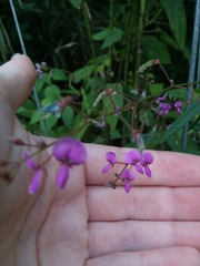 Desmodium