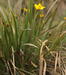 Bidens andicola