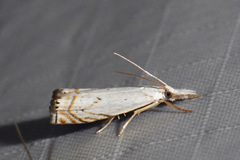 Crambus albellus