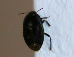 Macroscytus brunneus