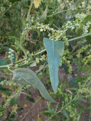 Atriplex sagittata