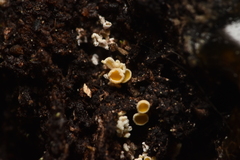 Lachnellula resinaria