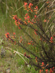 Castilleja fissifolia