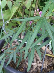 Desmodium