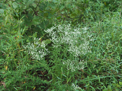Eupatorium hyssopifolium