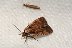 Eueretagrotis attentus