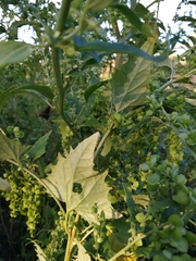 Atriplex sagittata