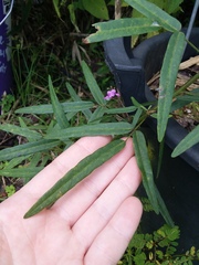 Desmodium