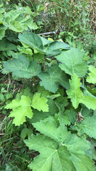 Heracleum sphondylium
