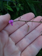 Desmodium