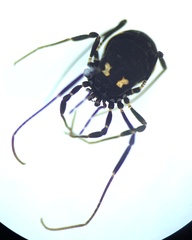 Nemastoma bimaculatum