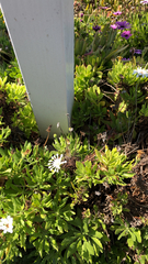 Dimorphotheca fruticosa